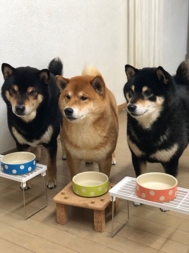 並んでおやつタイム。中央のちゃぶ台は3兄弟の“父”お手製。