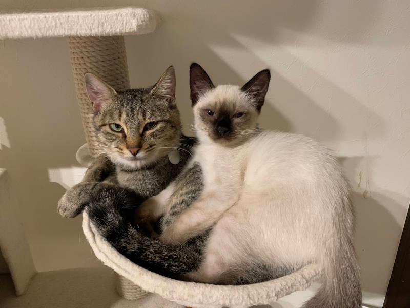 木瓜(もっか)の子どものうち栝楼(かろ)は家族に迎えられ、他の子猫は引き取られた(えりさん提供)