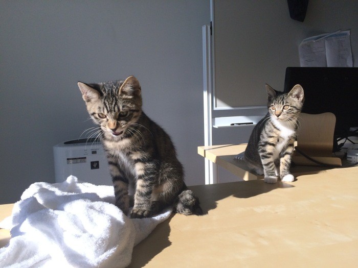 社員みんなで成長を見守ってきました(みんなのマーケット提供)