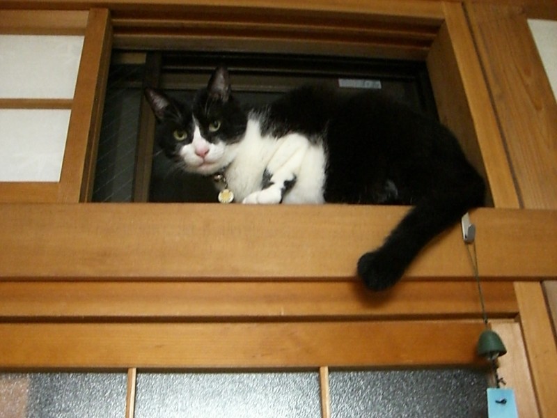 11 歳。高い所に登れました(佐藤さん提供)