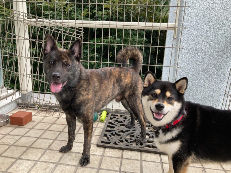 2代目の愛犬にとってもベランダは格好の遊び場