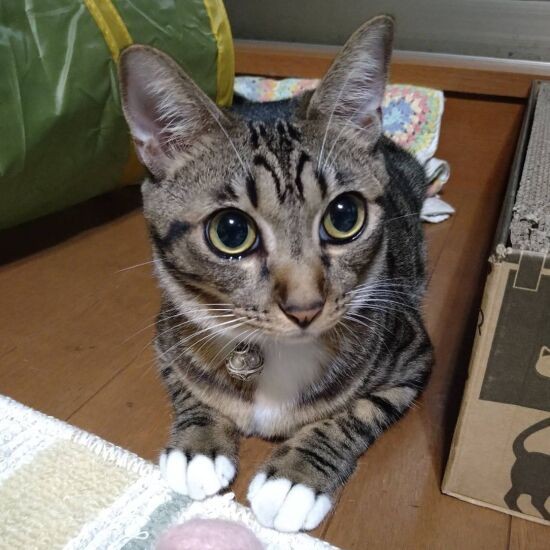 5月に来た茶々の名の由来は新茶の季節だから。猫の写真展にも選ばれた写真「目が大きくて手が白いの」(慎也さん提供)