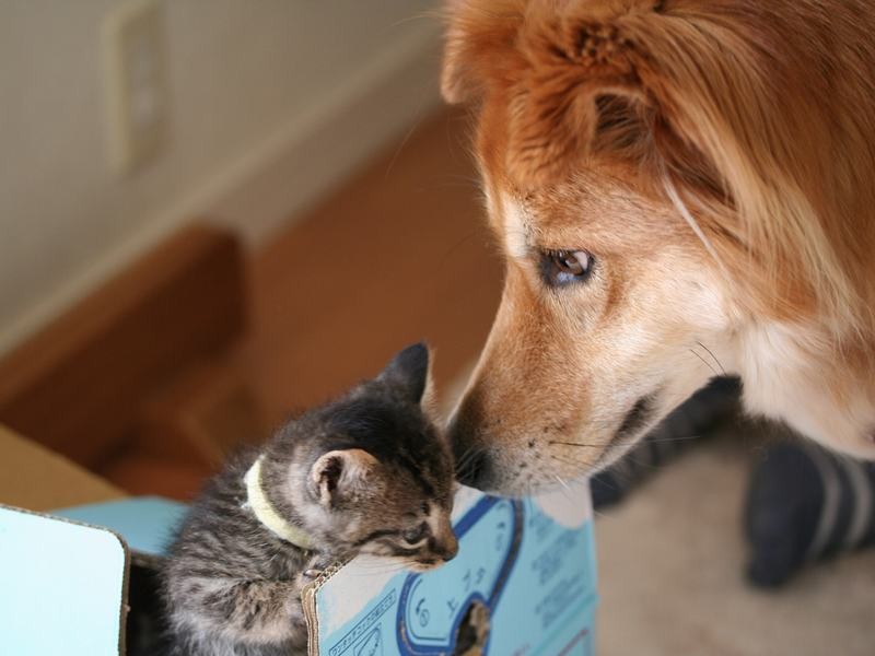子猫大好き