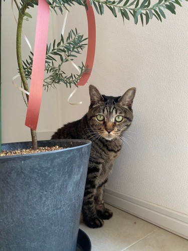 久太郎は犬みたいなキャラだ、とよく言われるそう。「宅配のお兄さんも大好き」(千鶴子さん提供)