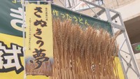 オリジナル小麦の新品種 さぬきうどん試食会 香川
