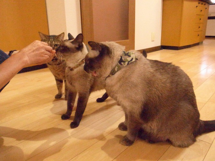 「食べる時は、私が最初」