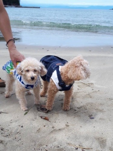 夏に家族みなで伊豆にいきました(提供写真)