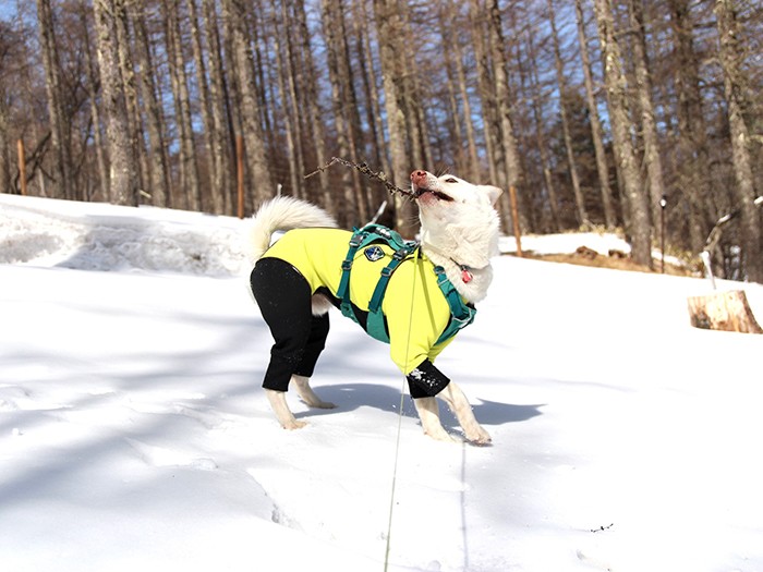 入笠山に雪遊びに行ったとき。今まででいちばんはしゃいでいた