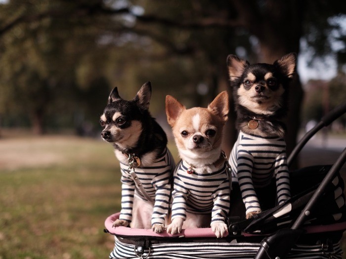 おそろいボーダーでお散歩