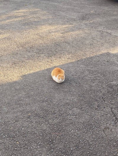 「パンが落ちている!」と話題に