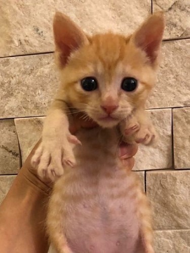 インスタに載っていた天(池田さん提供)