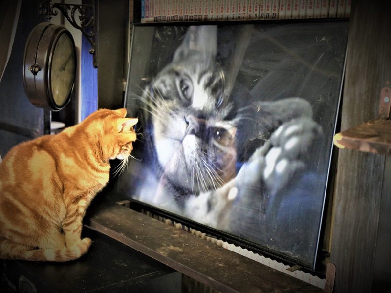 アメショのクロノスちゃんのお父さんは2020年に20,000枚も写真を撮ったそう!撮った写真で、ついにポスターまで!