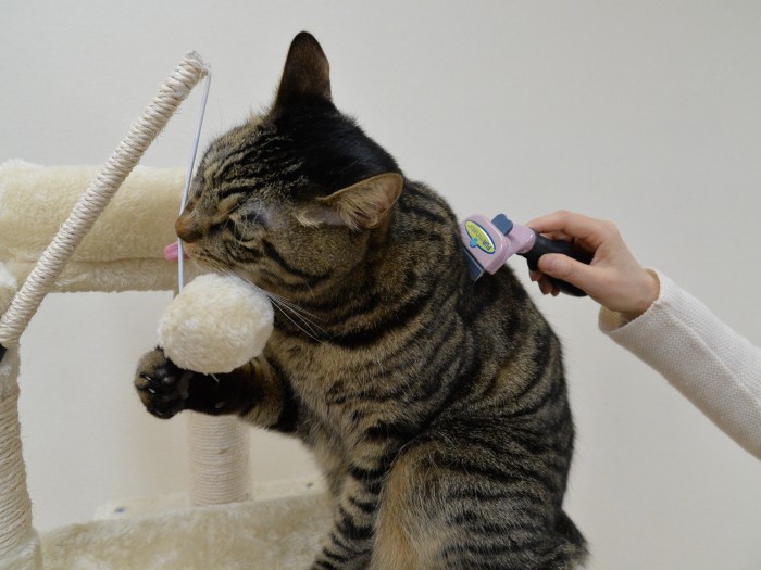 遊び中に毛の手入れ、という高度な技(小林郁人撮影)