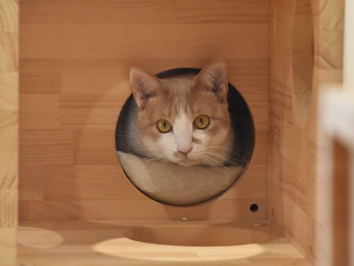 父島から来たきなこ
