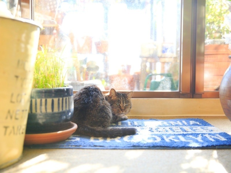 「猫又トリップ」より さくら キジトラ(メス、21)(ケニア・ドイ撮影)