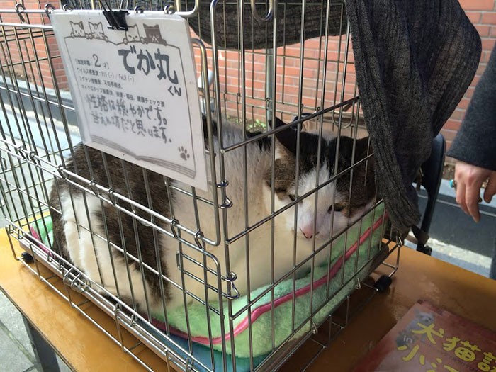 譲渡会に参加したでか丸