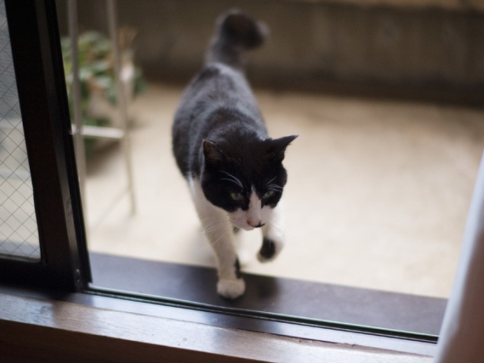 「外出の自粛ってなに?僕は毎日家にいるよ」(小林写函撮影)