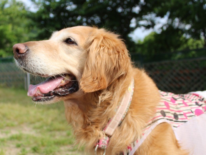 春に家族になったから春陽
