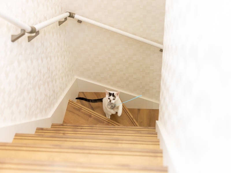 オモチャを投げると取ってくるんだねー