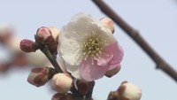 紅白2色の「源平咲き」も! 高松市で梅の花が見頃
