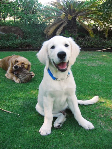 子犬時代のベイリー。毛皮がまっしろ