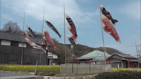 “黄色いじゅうたん”と青空泳ぐこいのぼり「二十四の瞳映画村」にお目見え 香川・小豆島町
