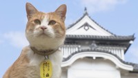 迷い猫から城主に…“天空の山城”を見守るさんじゅーろー 見回りやおもてなしで人気集める 岡山・高梁市