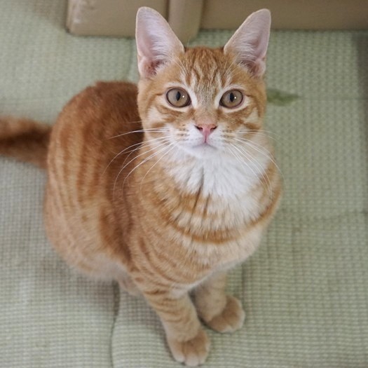 「ここ僕の家だよ」。すっかり馴染んだぷぅー
