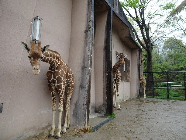 キリン3頭が雨宿り!? 雨の日の動物園の出来事が話題 もう1頭は…