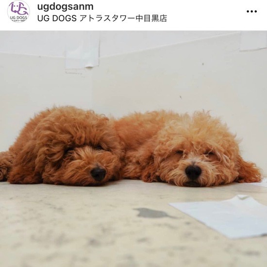 対決後は一緒にお昼寝(UG提供)