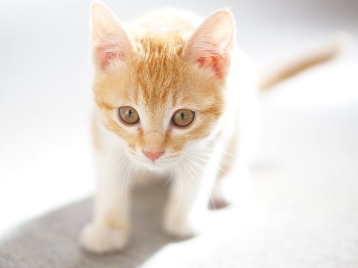 モデルルームのアイドル猫こまち