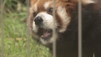 人間でいうと80歳以上 レッサーパンダ(17)の長寿をお祝い 敬老の日を前に 岡山市・池田動物園