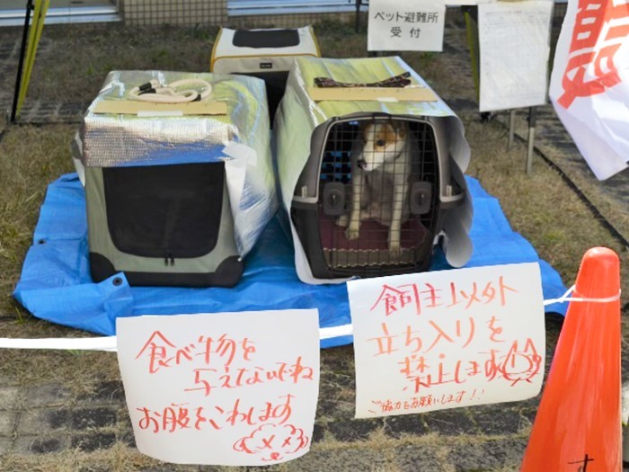 動物支援ナースは埼玉県災害支援ネットワーク「彩の国会議」に所属している。所属団体が年に一度集まって行う「協働型避難訓練」で、避難所でのペットの様子を再現した(西村さん提供)