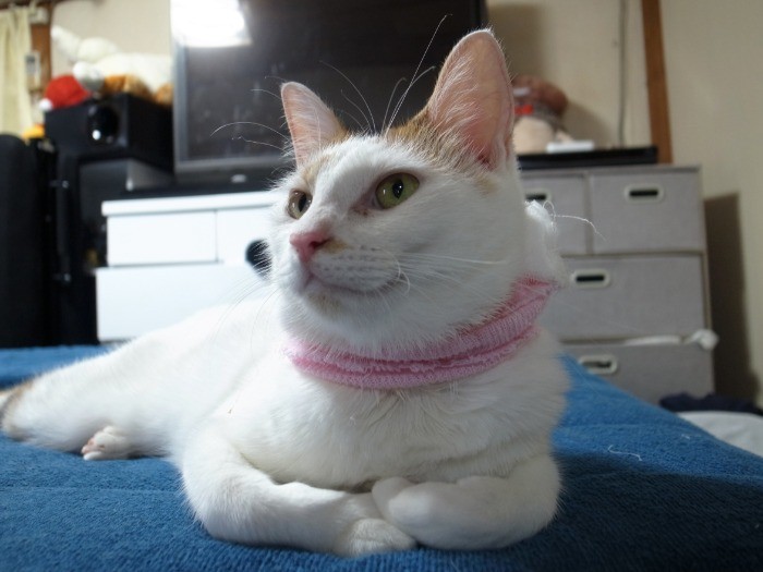 いまだに甘えん坊なレイちゃん