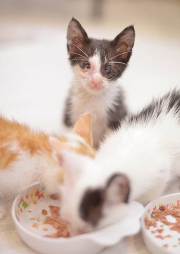 Zatooは遠慮しがち(写真提供:犬丸美絵)