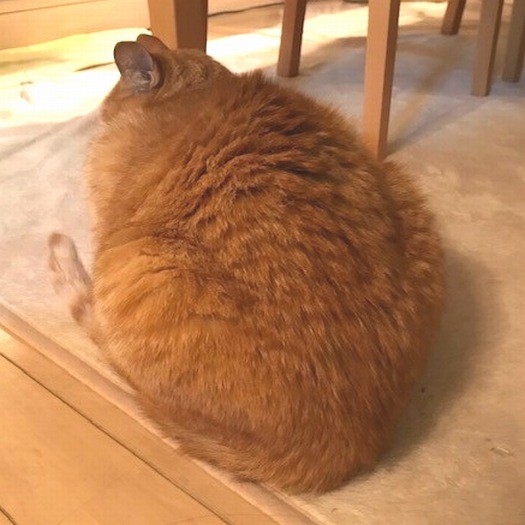 まん丸な背中の大吉