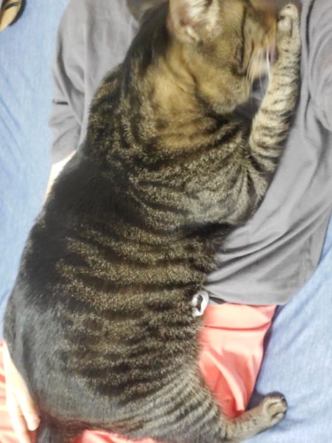 ママに甘える=指ちゅう。この関連のように、ママにごはんもらう=ベルをチーン、にならないでしょうかね