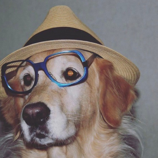 初めに迎えたゴールデン・レトリーバーは長男の友だちの家で生まれた(えり子さん提供)