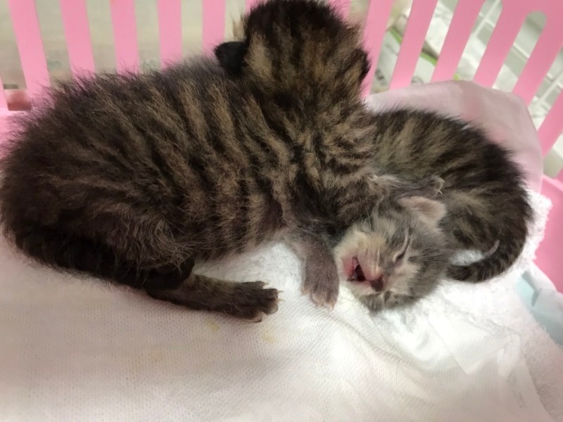 あさひ(右)は発見時にへその緒がついて目も開いてなかった。「育たないかも」と心配されたが、立派に育った(日本動物愛護協会提供)