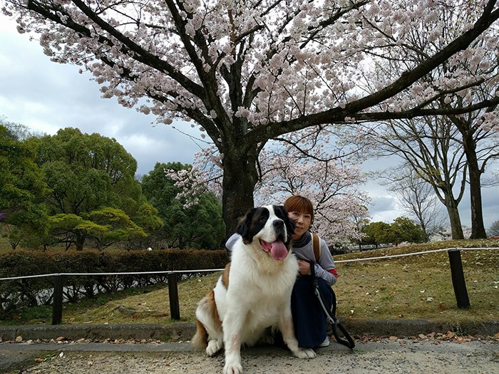 実はセントバーナードのリンちゃんが健在。引き取った6年前はまったくしつけされておらず危険だった。今はこの子が変わらない毎日を送ってくれるので、景子さんご家族も、うにちゃんがいたときと変わらない毎日が送れているとのこと(景子さん提供)