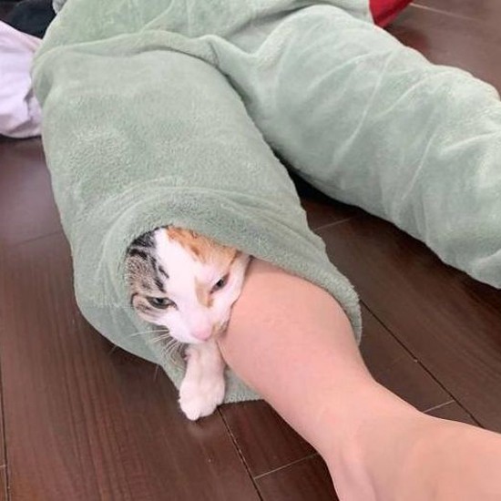 ズボンからこんにちは(優香さん提供)