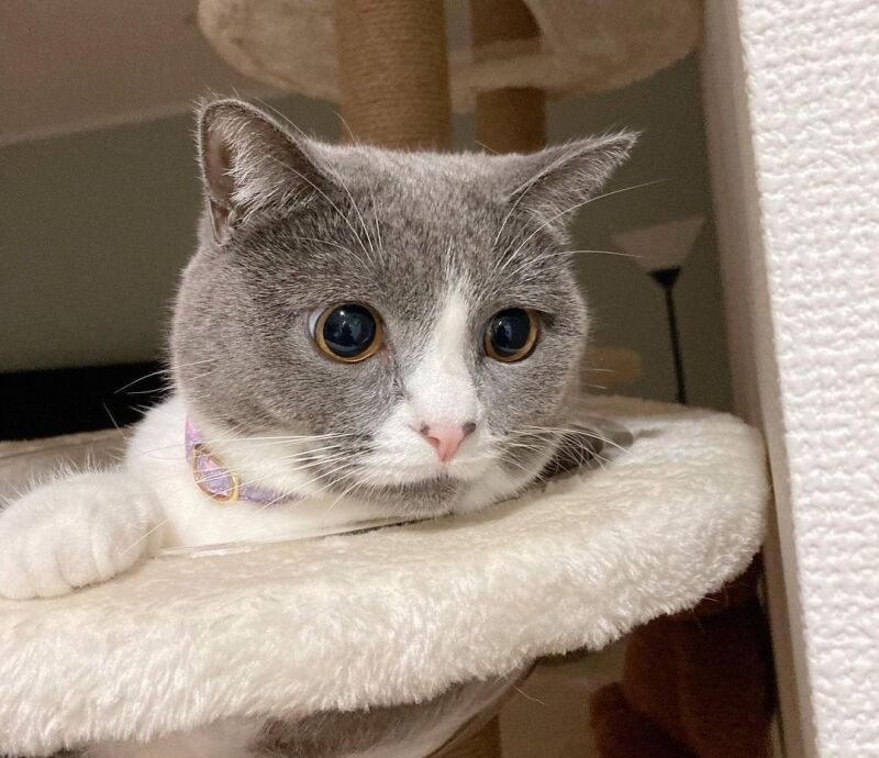 ゆめ