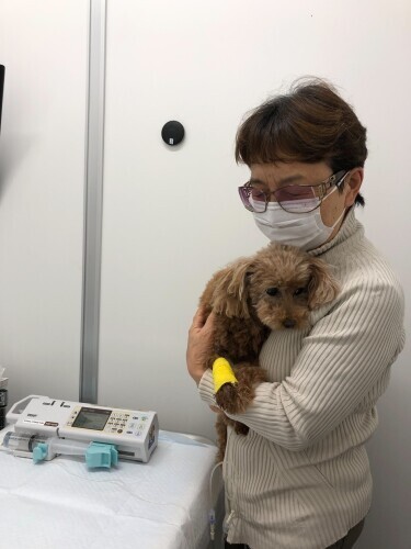 梅澤佐知子(72歳)さん。犬のミコちゃんは推定9~10歳。「生きがいができ、寂しくないし、ボケないで済みます。そばにいて見ているだけでも楽しくなりますね」