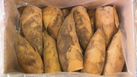 柔らかくえぐみが少ない 真備のタケノコが出荷開始 岡山・倉敷市