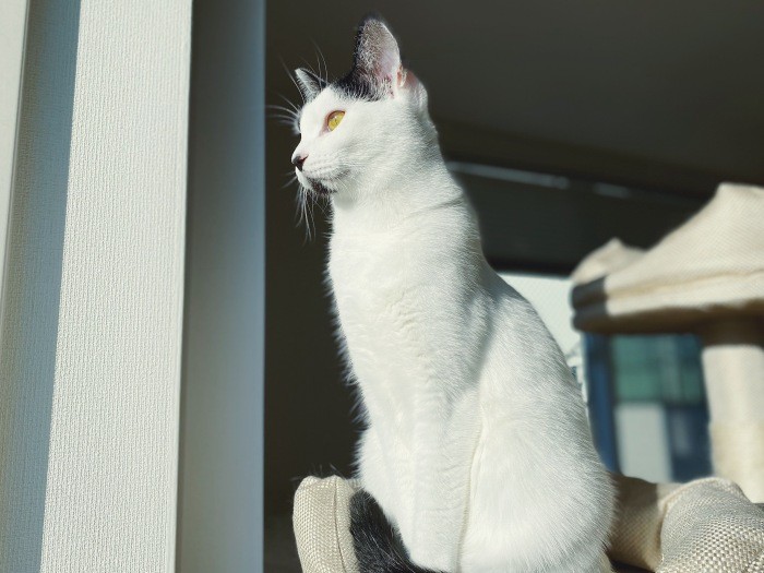 朝日を浴びる神様(佳代子さん提供)