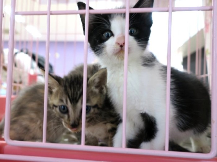 「目が青い子猫の頃、僕ら仲良しだったね、はやて君」