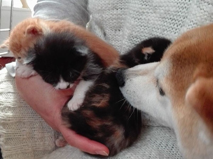 保護した猫が気になる殿介(由美さん提供)