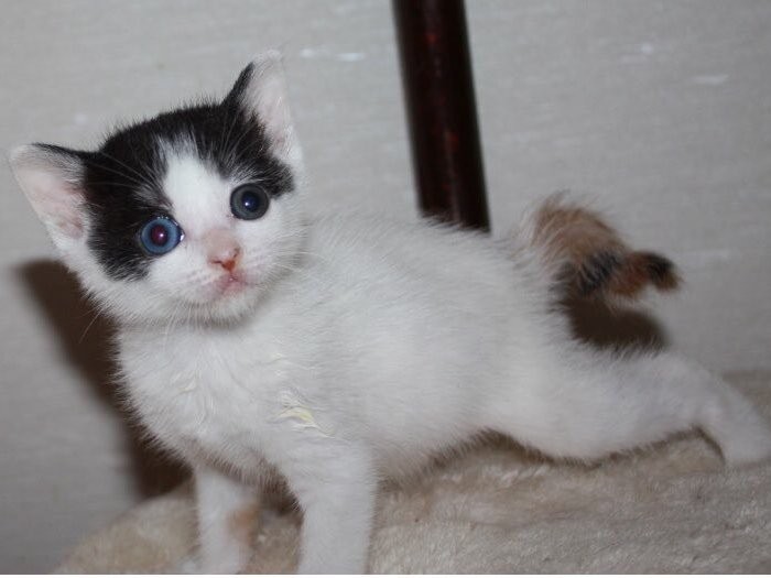 「ひなこ」の幼いころ 幸せを運ぶ”尾曲りにも特徴