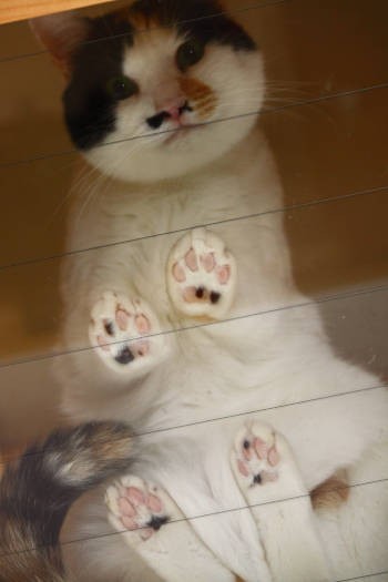 柄の入り方は手足で全部バラバラ