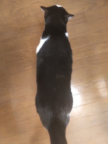 上から見るとウエストがかすかにあります(ハヤテ君のパパ提供)